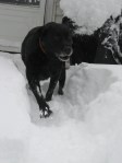 Snow Dog