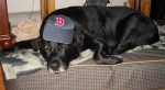 Pitchers, catchers and retrievers report for spring training!